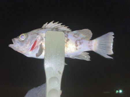 アジング、メバリング